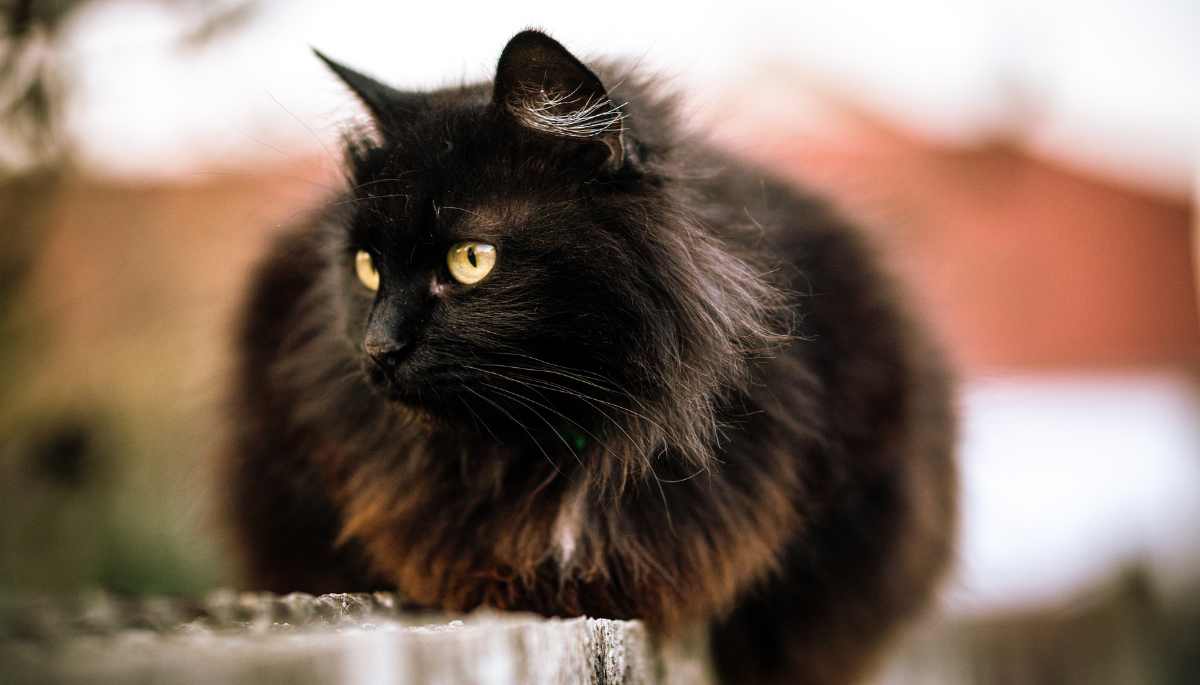Can Cats Have Black Pepper