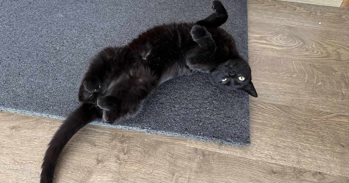 black angora cat