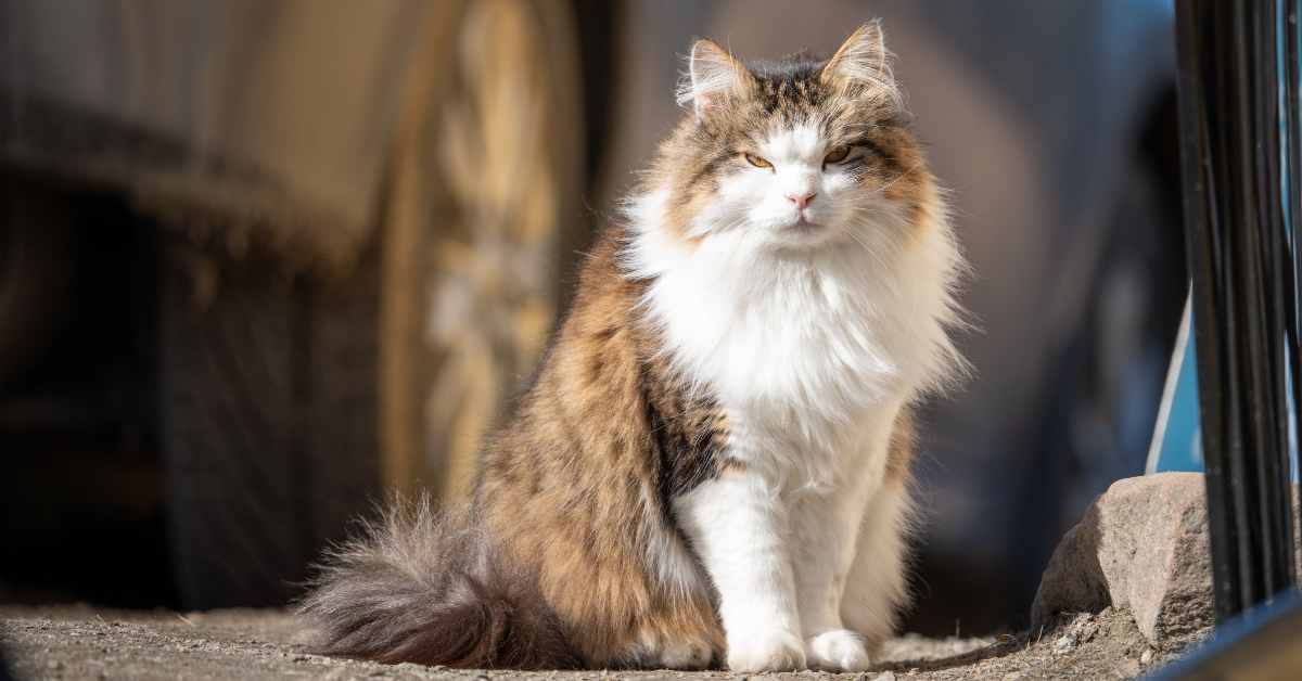 Grey and White Cat Breeds