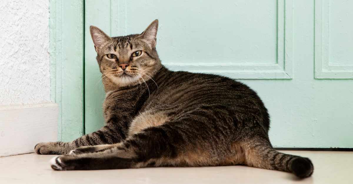 Grey and White Cat Breeds