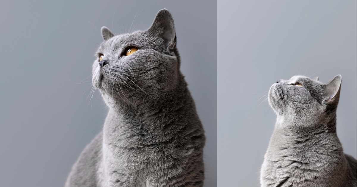 Grey and White Cat Breeds