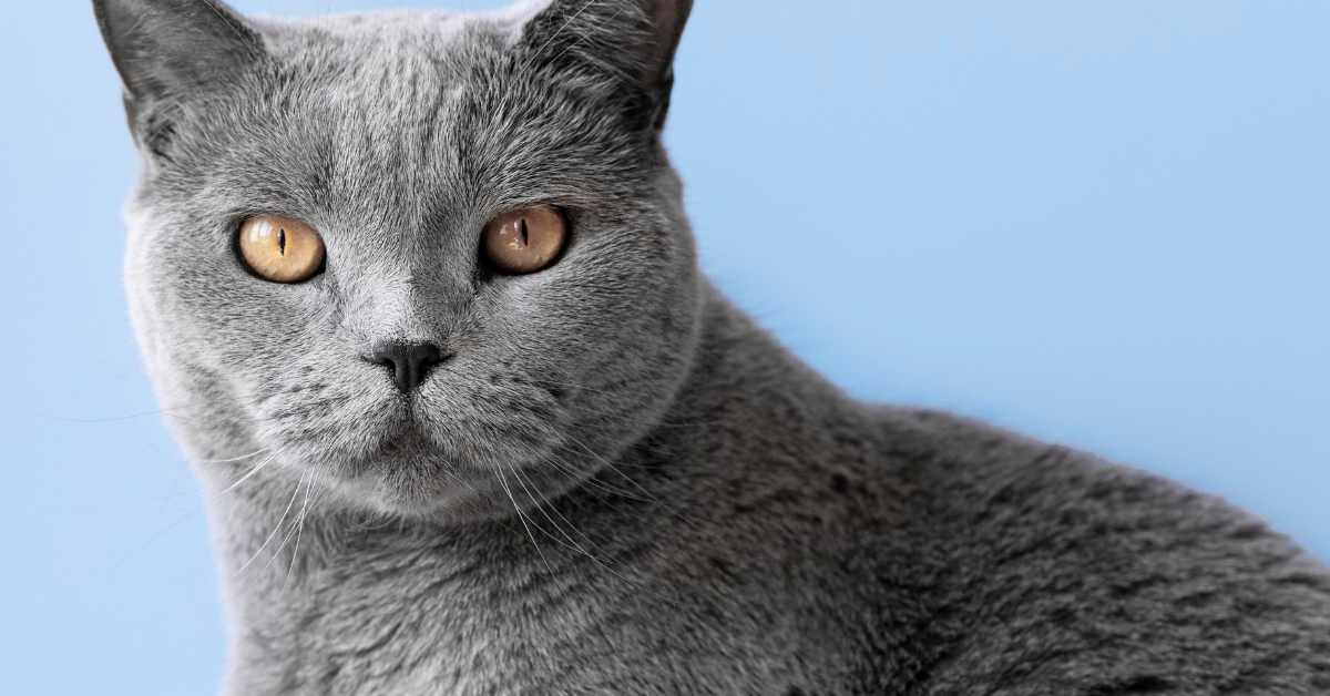 Grey and White Cat Breeds