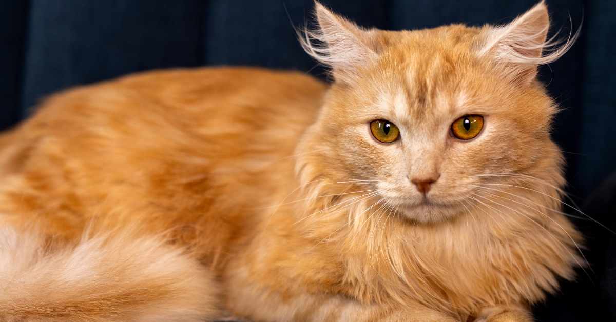 orange and black cat